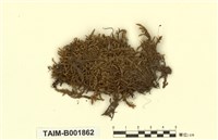 藏品(柏狀灰苔)的圖片